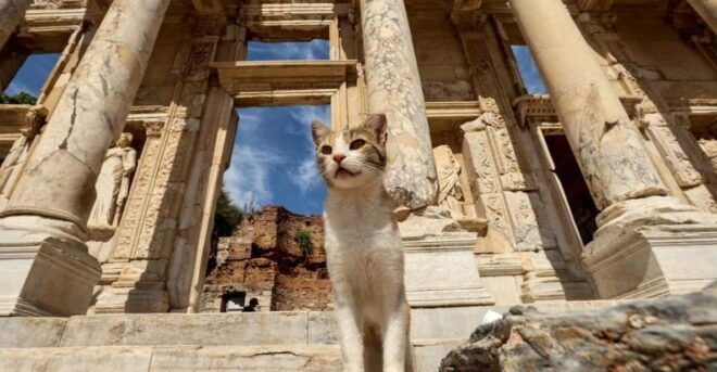 Ephesus Tour W/Istanbul Combination for Cruise Passengers - Inclusions and Exclusions