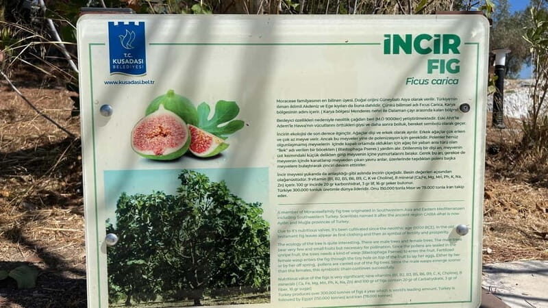 Ephesus tours wholesalerShopTours from cruise port Kusadasi - Good To Know  