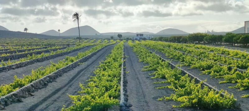 Epic E-Bike Tour: From North to South, Discover Lanzarote Like Never Before - FAQ