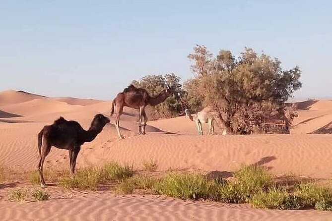 Epic in the Little Sahara: Explore the Dunes of Agadir in 4x4! - Frequently Asked Questions
