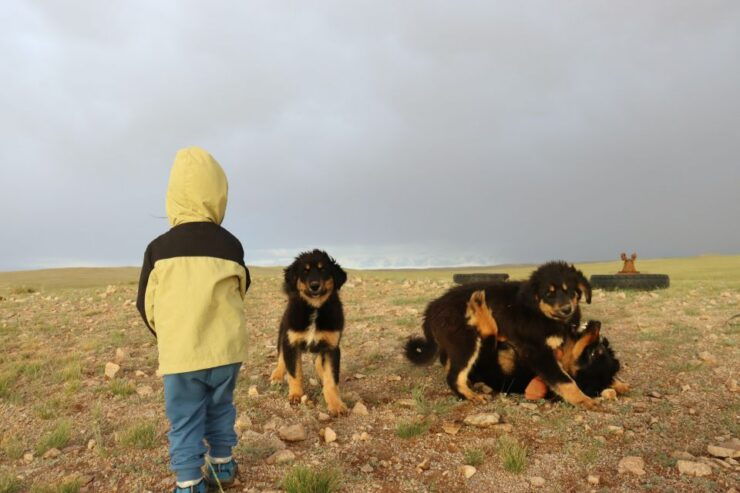 Epic Mongolian Gobi Nature Tour: 4 Nights 5 Days - Good To Know