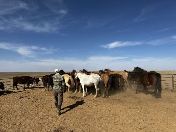 Epic Mongolian Gobi Nature Tour: 4 Nights 5 Days - Tour Description