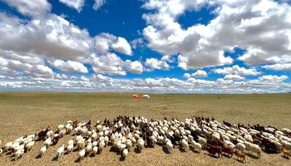 Epic Mongolian Gobi Nature Tour: 4 Nights 5 Days - The Sum Up
