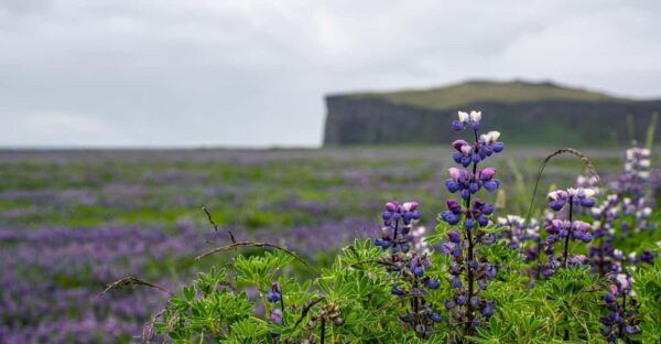 Epic South Coast of Iceland Private Tour From Reykjavík - Cancellation and Refund Policy