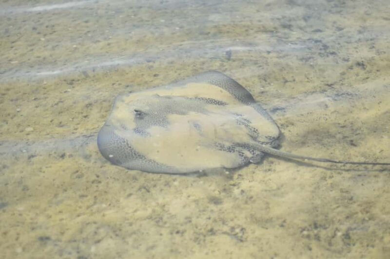 Epic Stand Up Paddle -Stingray & Mangrove Tour (Full Guided) - What Makes this Tour Stand Out
