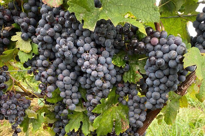 Epic Wine and Waterfall Tour - Frequently Asked Questions