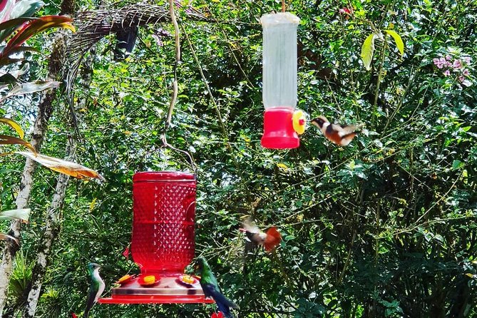 Equatorial Adventure: Birds and Indigenous Culture Tour - Tour Overview