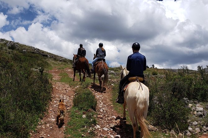 Equestrian Experience - Peruvian Paso Horse - Experience Details