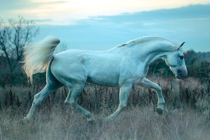 Equestrian Photography Class - Equipment Needed for Equestrian Photography