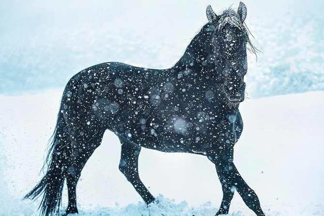 Equestrian Photography Class - Techniques for Capturing the Perfect Shot
