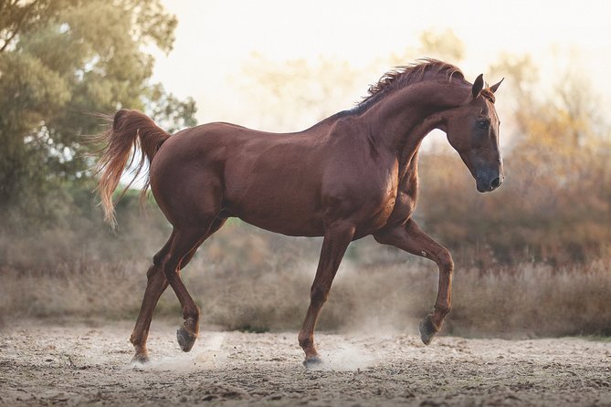 Equestrian Photography Class - Editing and Enhancing Equestrian Photos