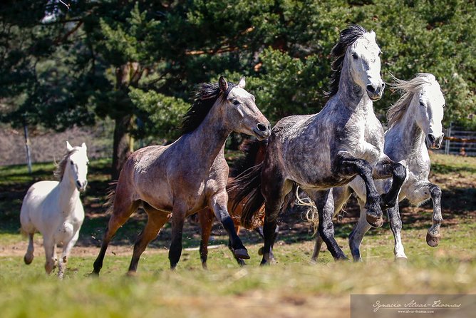 Equestrian Photography Class - Common Questions