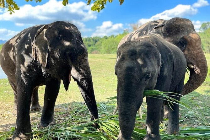 Erawan Waterfall and Elephant Care From Bangkok -Private Tour - Good To Know