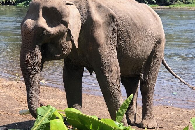 Erawan Waterfall and Elephant Care Private Tour - Refreshing Waterfall Swim