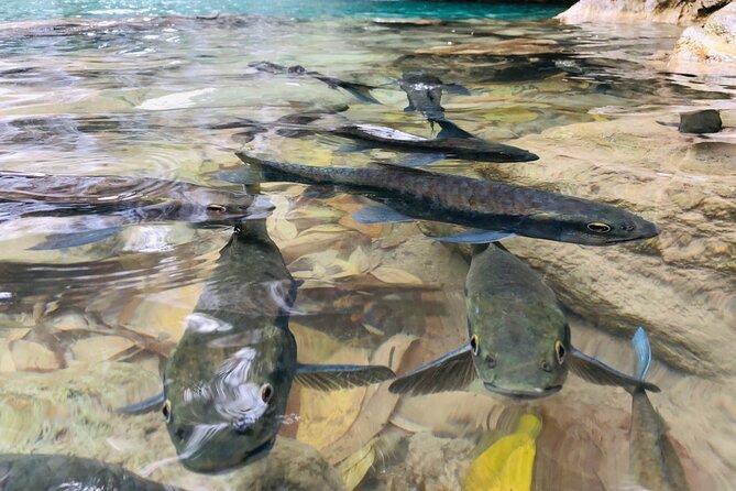 Erawan Waterfall and Elephant Care Private Tour - Price and Booking Information