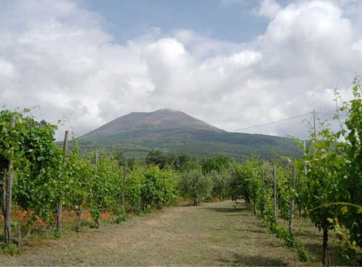 Ercolano Vineyards, View Cellar Wine Tasting and Brunch - Itinerary and Highlights