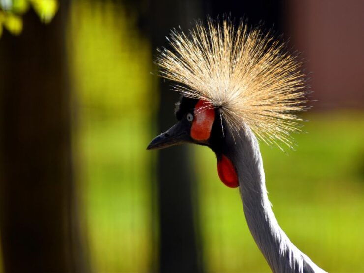 Erfurt: Erfurt Zoo Entry Ticket - Ticket Details