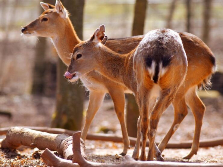 Erfurt: Erfurt Zoo Entry Ticket - Experience Highlights