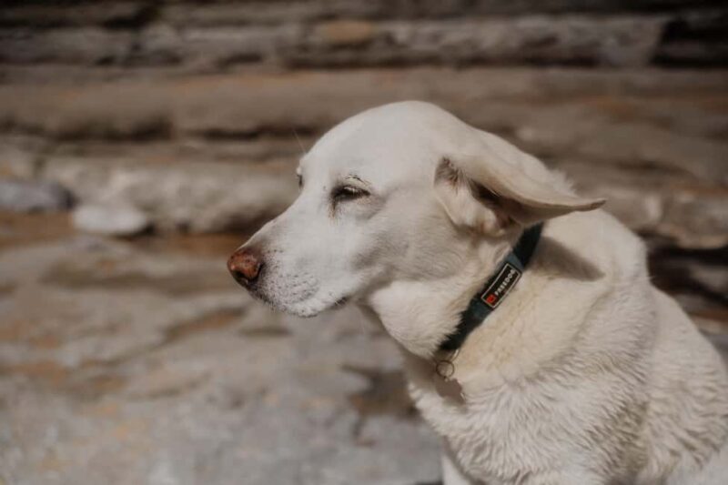 Ericeira: 2h Surfing Lesson - What to Consider Before Booking