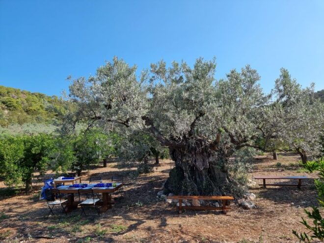 Ermioni: Olive Oil Tasting & Millennial Olive Tree Tour - Exclusions