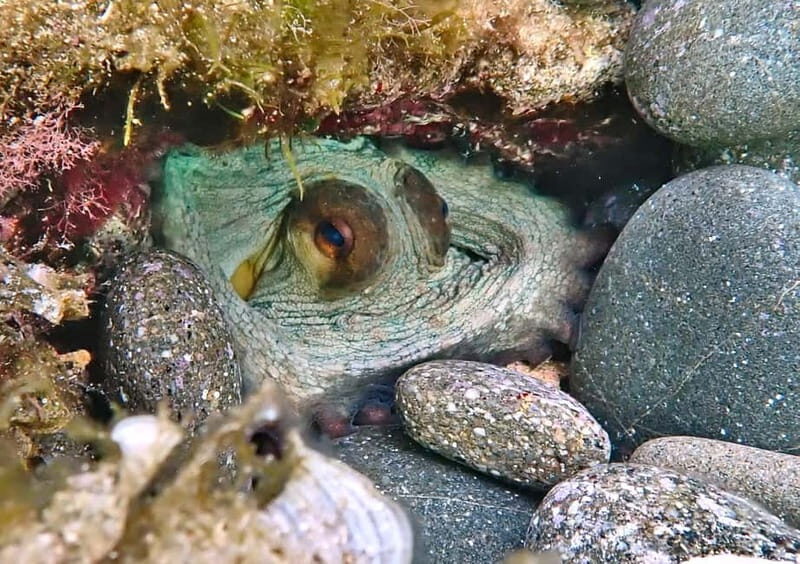 Es Grau:Private Snorkeling Experience with Picnic and Drinks - Good To Know