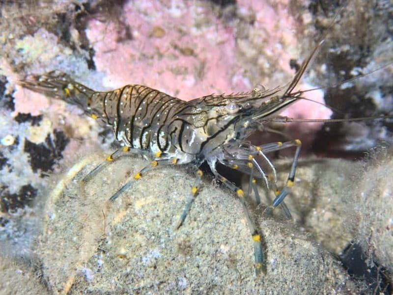 Es Grau:Private Snorkeling Experience with Picnic and Drinks - Why You Should Book This Experience