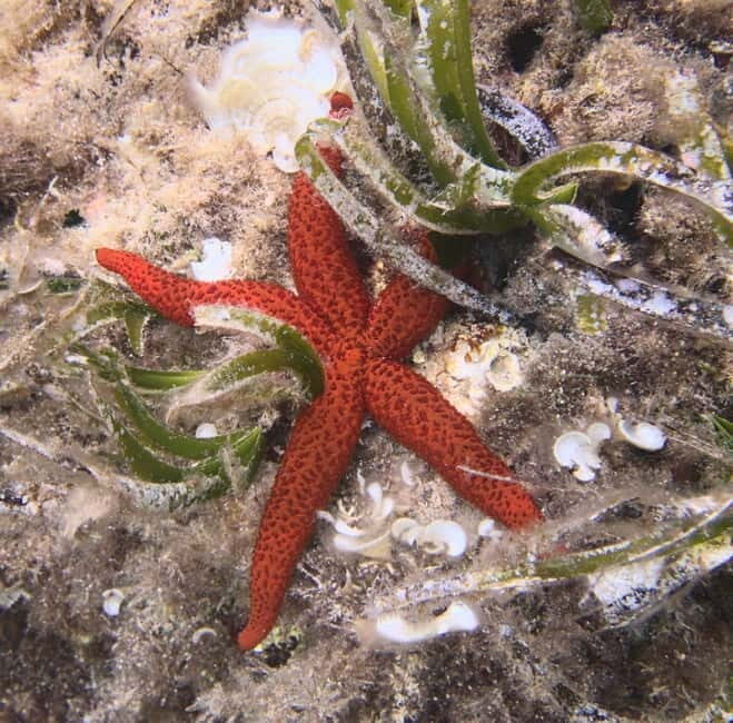 Es Grau:Private Snorkeling Experience with Picnic and Drinks - Frequently Asked Questions