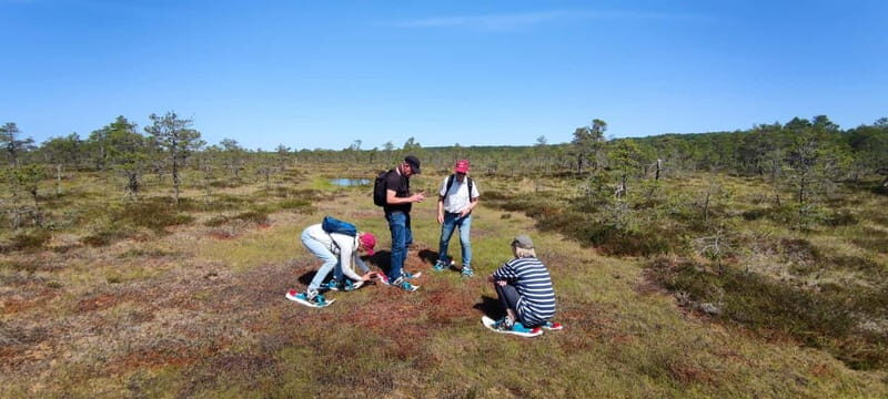 Escape from Tallinn Hike, Swim, Forage & Cuddle Sled Dogs - Good To Know