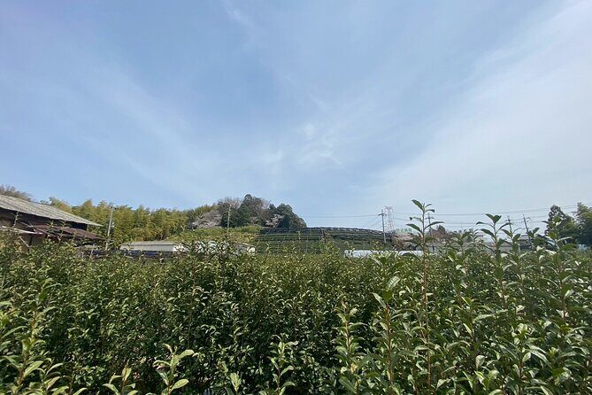 Escape the City Tea, Calligraphy and Tea Fields in Rural Kyoto - Good To Know