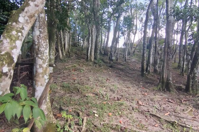 Escape to Nature at Benta River Falls From Montego Bay - Good To Know