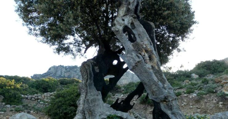 Escorted Sun Rise Hiking Tours - Good To Know