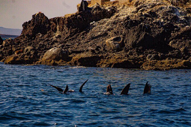 Espíritu Santo and Balandra Beach Combo Tour: Sea Lion Snorkeling - Exploring the Itinerary and Experience