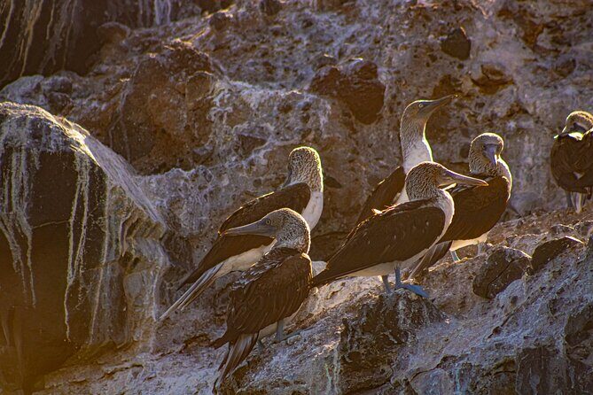 Espíritu Santo and Balandra Beach Combo Tour: Sea Lion Snorkeling - Final Thoughts