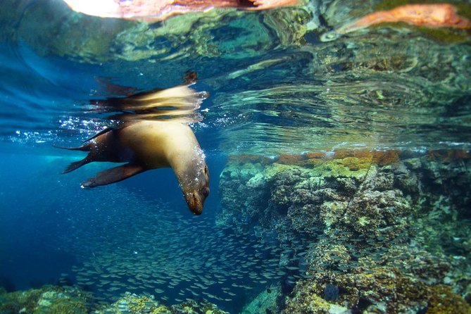 Espiritu Santo Island All Inclusive Sailing Trip From Los Cabos - What To Expect