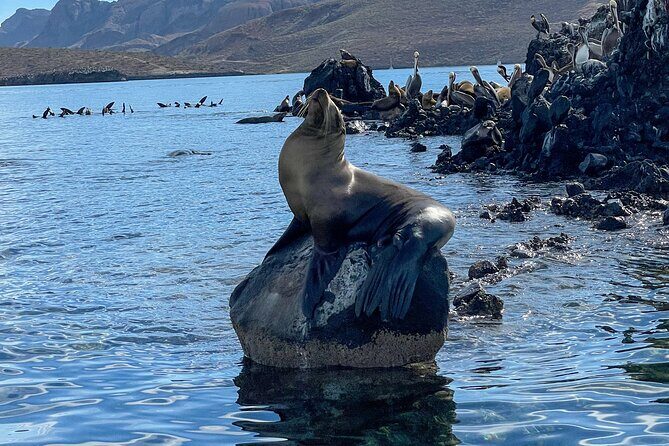 Espiritu Santo Island and sea lions - Additional Information and Practical Tips
