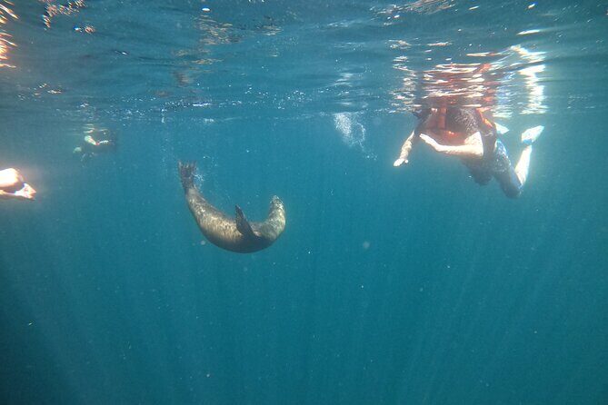 Espiritu Santo Island and sea lions - Who Is This Tour Best For?