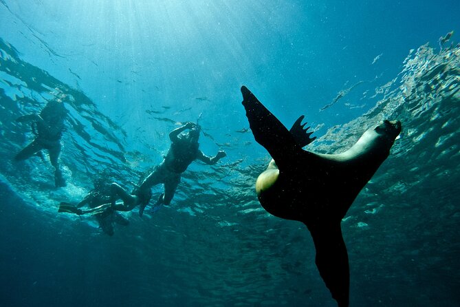 Espiritu Santo Island Combo: Sea Lions and Paddleboard 1 to 6 Private Group - Reviews