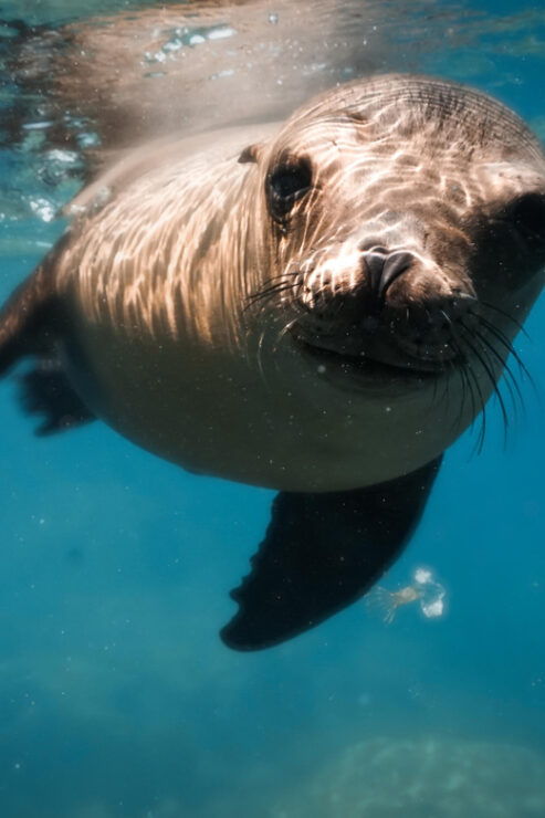 Espiritu Santo Island: Private Boat Trip & Sea Lions - Good To Know