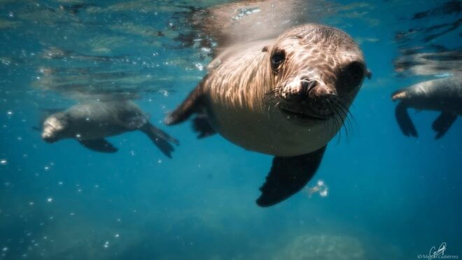 Espiritu Santo Island: Private Boat Trip & Sea Lions - Lunch at Scenic Location