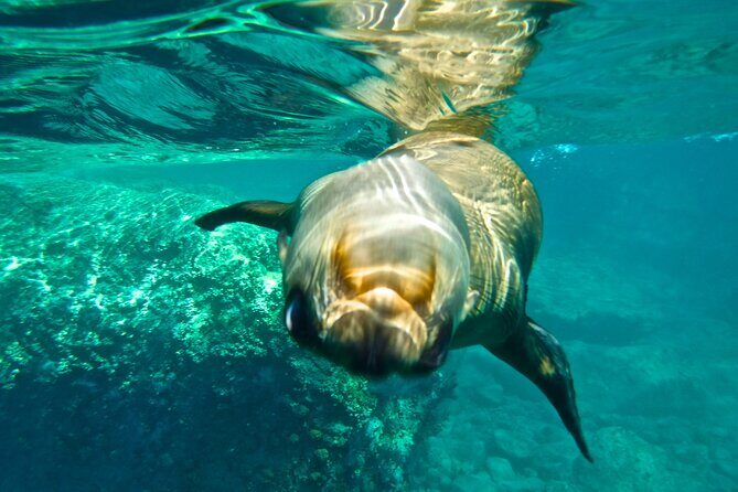 Espiritu Santo Island Private Tour: Sea Lions and paddle boarding - FAQ