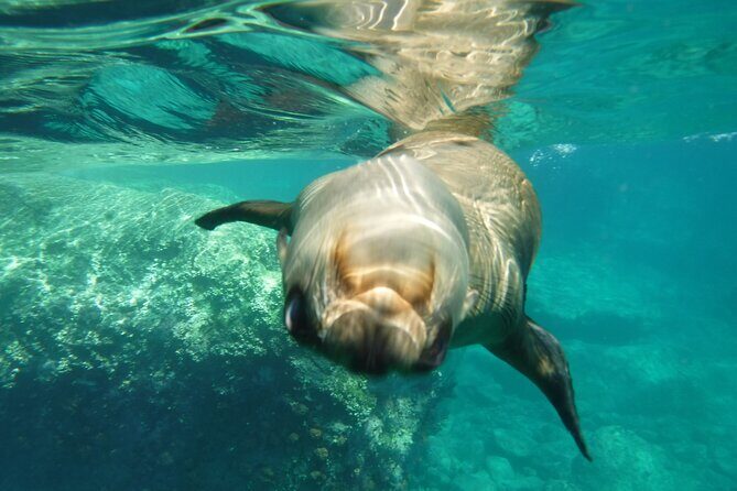 Espiritu Santo Island, Sea Lions & Paddleboard 1 to 10 Private Group Adventure - Whats the Real Value?  