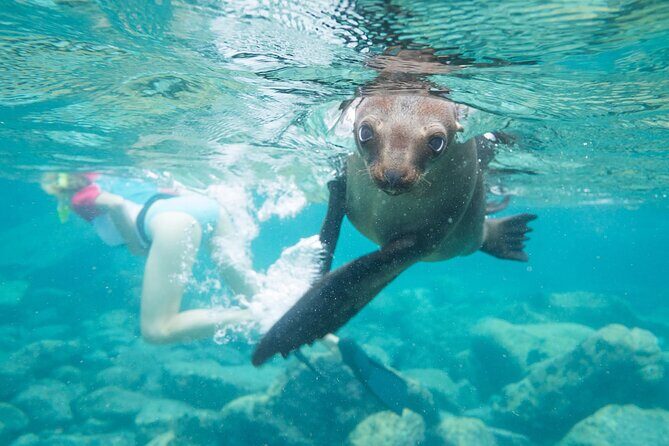 Espiritu Santo Island, Sea Lions & Paddleboard 1 to 10 Private Group Adventure - Final Thoughts  