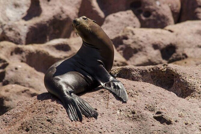 Espiritu Santo Island: Snorkel, Wildlife and Beach - Frequently Asked Questions