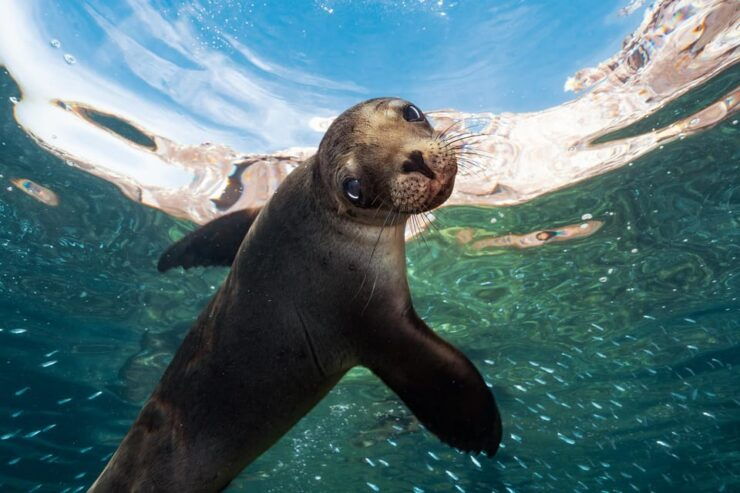 Espiritu Santo Island: Snorkeling Sea Lion Adventure - Good To Know