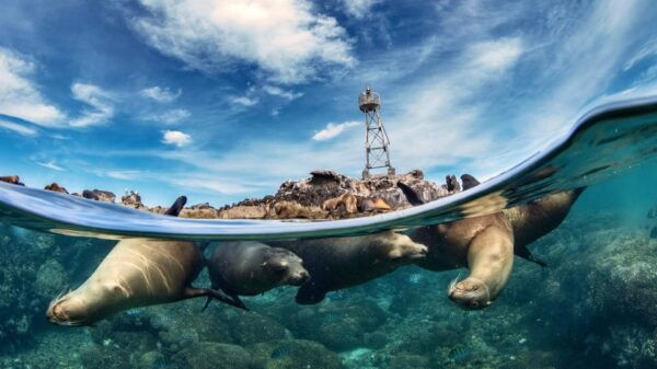 Espiritu Santo Island: Snorkeling Sea Lion Adventure - Frequently Asked Questions