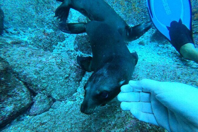 Espíritu Santo Private Scuba Tour - In-Depth Review of the Espíritu Santo Private Scuba Tour