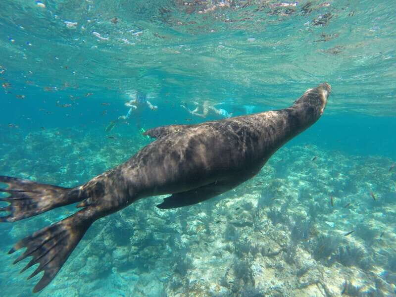 Espiritu Santo Snorkeling and Sea Lion Adventure - Why Choose This Tour?
