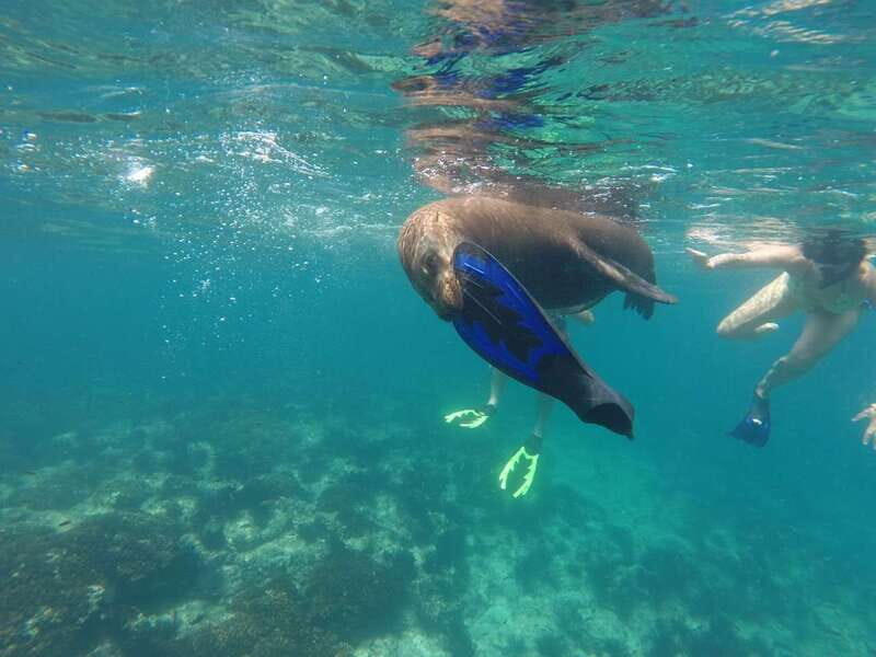 Espiritu Santo Snorkeling and Sea Lion Adventure - Guides and Group Size