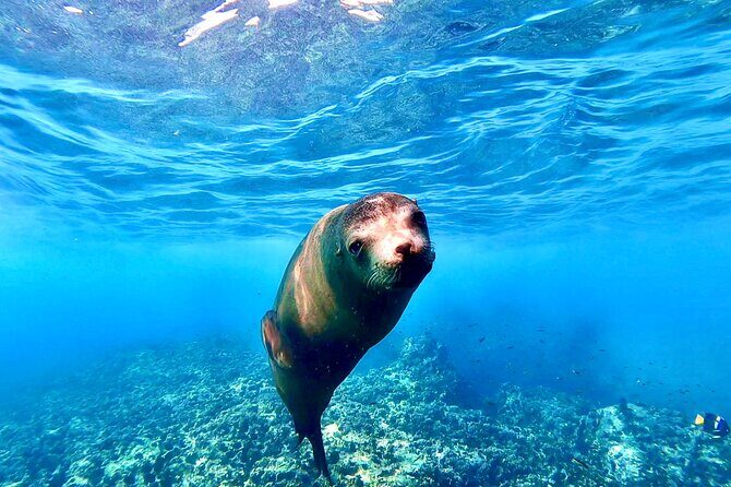 Espiritu Santo Wildlife Expedition and Snorkeling Tour (Private) - Introduction