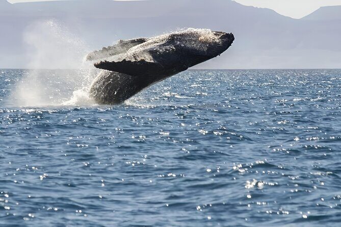 Espiritu Santo Wildlife Expedition and Snorkeling Tour (Private) - Practical Details and Experience Quality